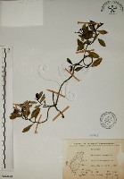 藏品(拎壁龍)的圖片