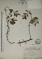 藏品(拎壁龍)的圖片