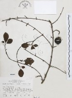 藏品(對面花)的圖片