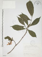 藏品(山黃梔)的圖片