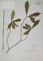 藏品(山黃梔)的圖片