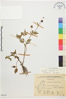 藏品(水辣菜、禺毛茛)的圖片