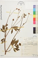 藏品(水辣菜、禺毛茛)的圖片