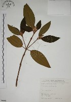 藏品(野牡丹)的圖片