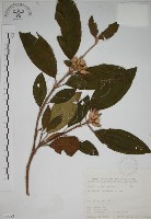 藏品(野牡丹)的圖片