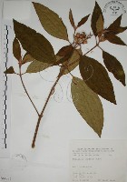 藏品(野牡丹)的圖片