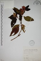 藏品(野牡丹)的圖片