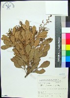 藏品(紅柴)的圖片