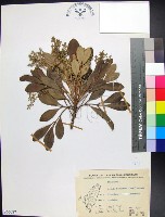 藏品(紅柴)的圖片