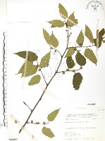 藏品(小構樹)的圖片