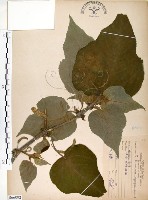 藏品(構樹)的圖片