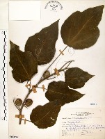 藏品(構樹)的圖片