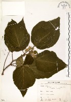 藏品(構樹)的圖片