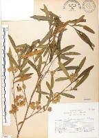 藏品(車桑子)的圖片