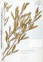 藏品(車桑子)的圖片