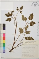 藏品(鉤柱毛茛)的圖片