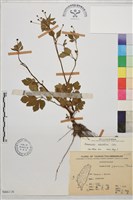 藏品(鉤柱毛茛)的圖片