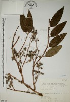 藏品(大葉溲疏)的圖片