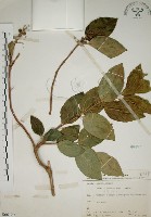 藏品(大葉溲疏)的圖片