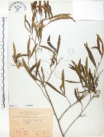 藏品(車桑子)的圖片