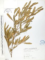 藏品(車桑子)的圖片