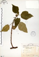 藏品(構樹)的圖片