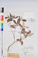 藏品(裡白巴豆)的圖片