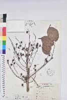 藏品(茄苳、重陽木)的圖片
