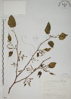 藏品(小桑樹)的圖片