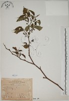 藏品(小桑樹)的圖片