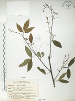 藏品(飛龍掌血)的圖片