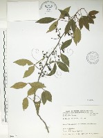 藏品(飛龍掌血)的圖片