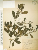 藏品(飛龍掌血)的圖片