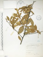 藏品(飛龍掌血)的圖片