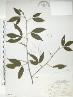 藏品(飛龍掌血)的圖片