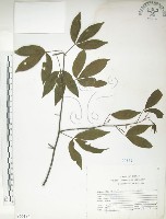 藏品(飛龍掌血)的圖片