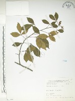 藏品(飛龍掌血)的圖片