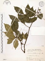 藏品(石苓舅)的圖片