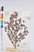 藏品(白飯樹)的圖片