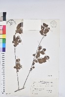 藏品(白飯樹)的圖片