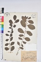 藏品(白飯樹)的圖片