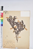 藏品(白飯樹)的圖片