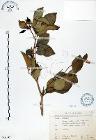 藏品(長果月橘)的圖片