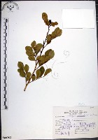 藏品(月橘)的圖片