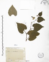 藏品(臭腥草、蕺菜)的圖片