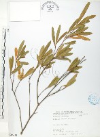 藏品(車桑子)的圖片