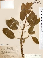 藏品(雀榕)的圖片