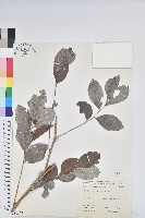 藏品(細葉饅頭果)的圖片