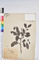 藏品(細葉饅頭果)的圖片