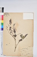 藏品(細葉饅頭果)的圖片